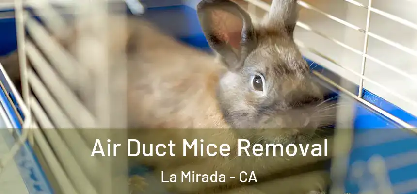  Air Duct Mice Removal La Mirada - CA